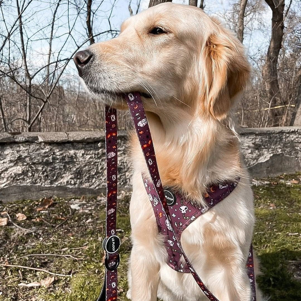 Harry Potter Harness