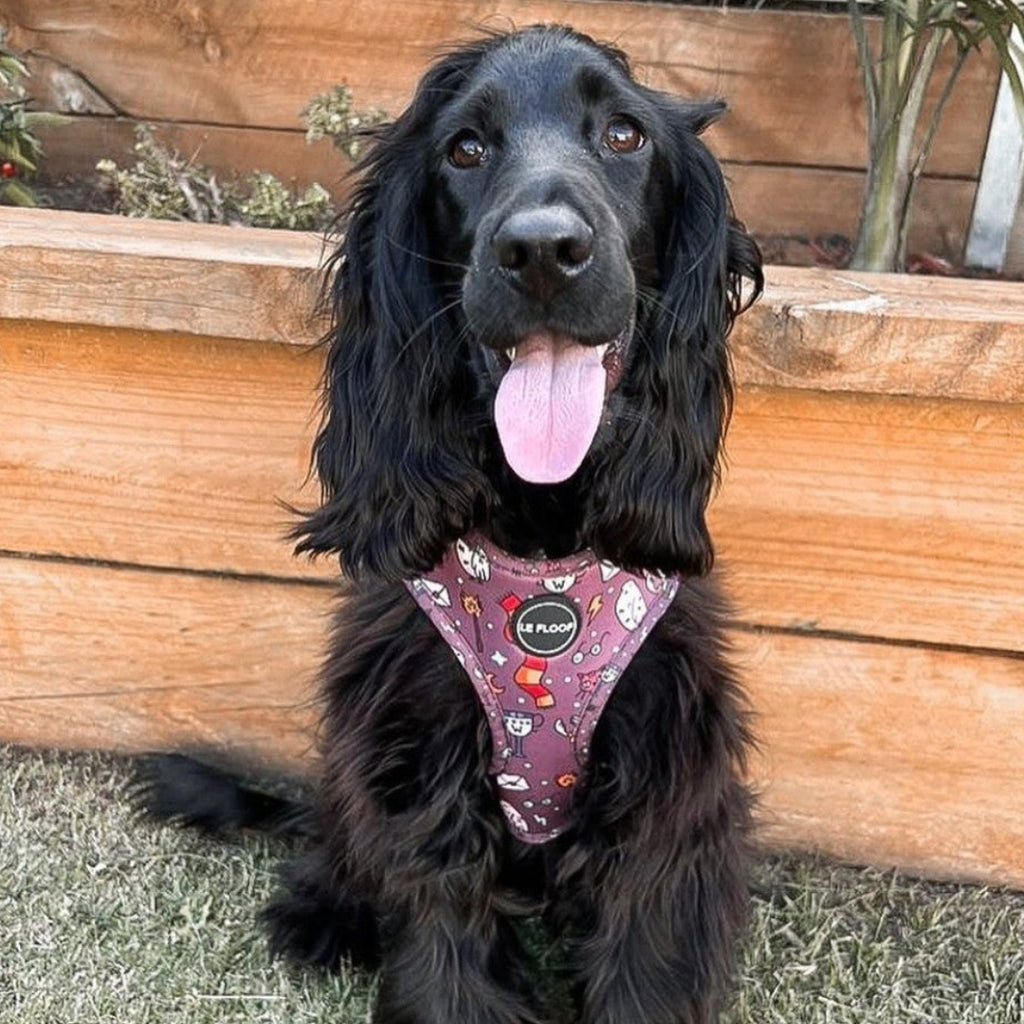 Harry Potter Harness