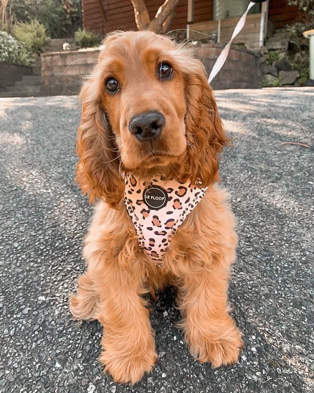 Wild Side Harness