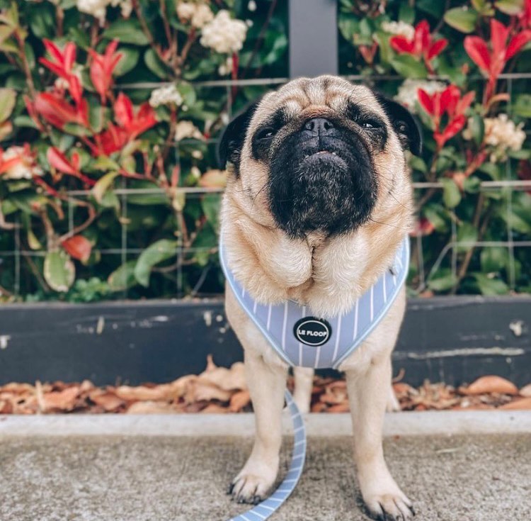 Blue Pinstripe Harness
