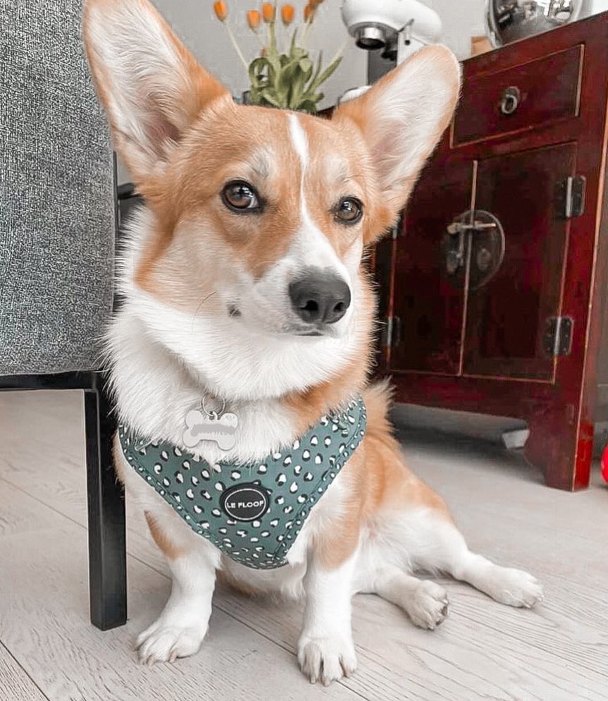 Forest Green Harness