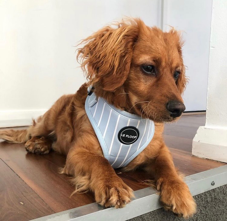 Blue Pinstripe Harness