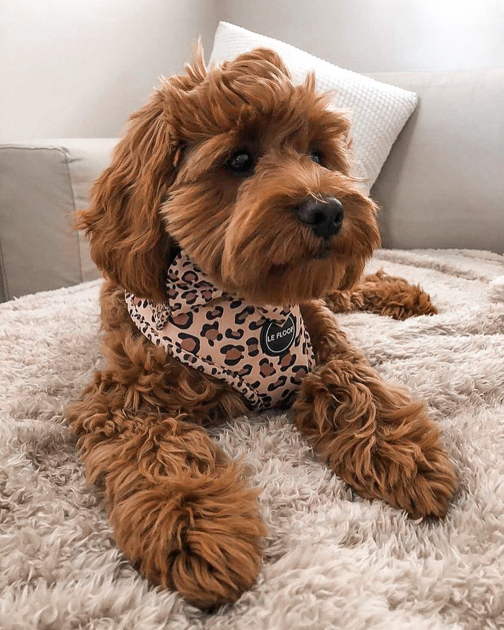 Wild Side Harness