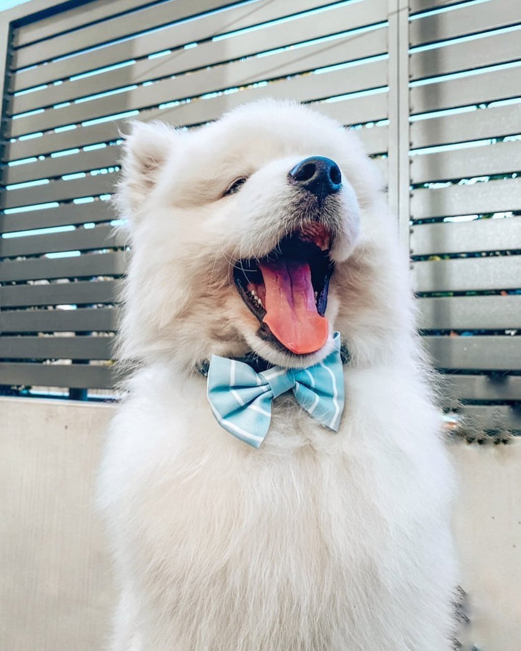 Blue Pinstripe Bow Tie
