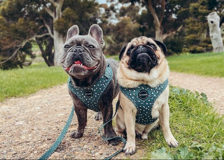Forest Green Harness