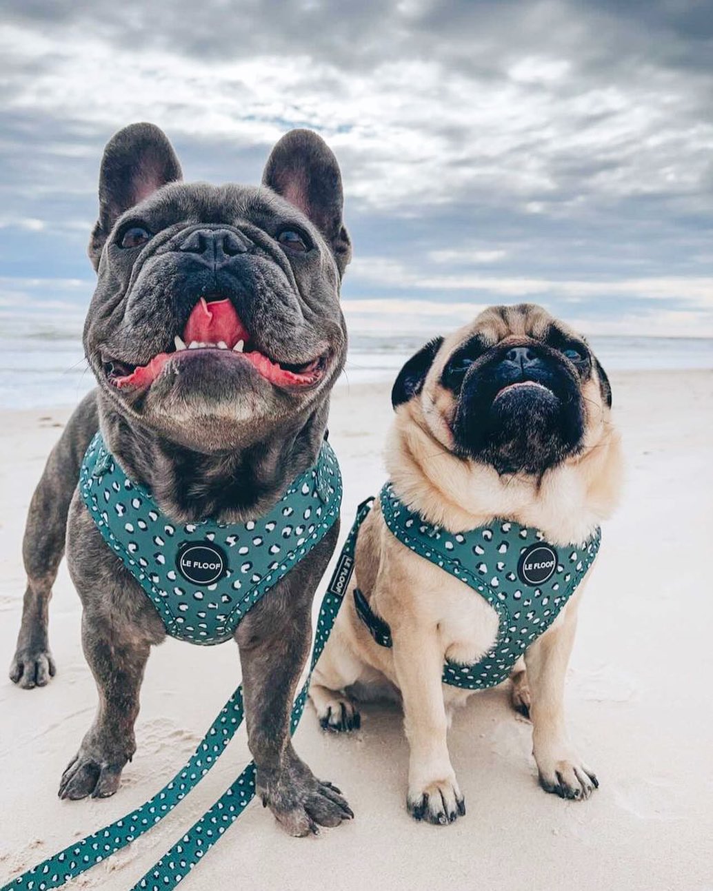 Forest Green Harness