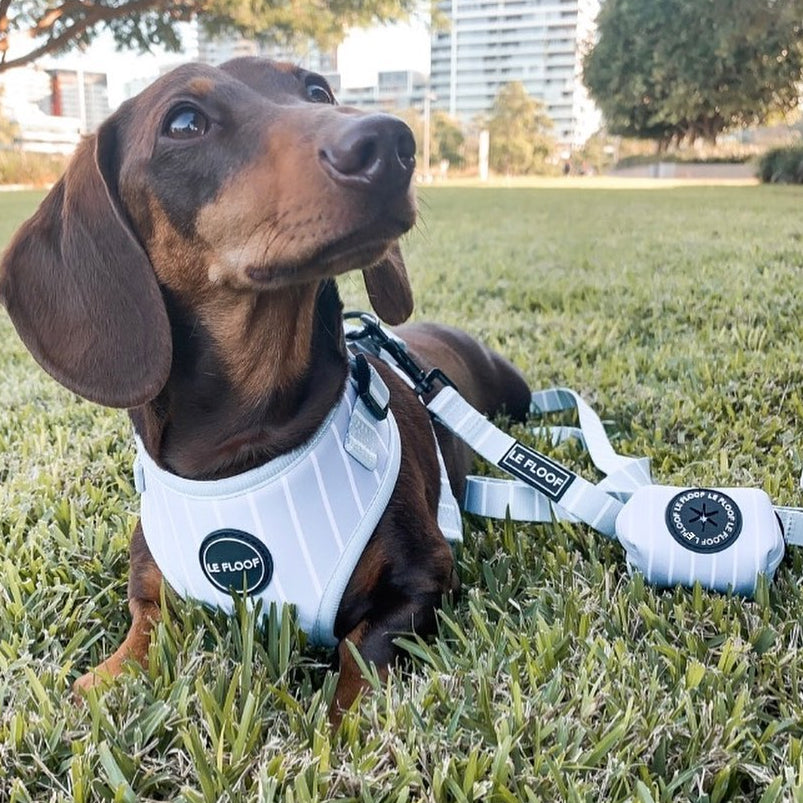 Blue Pinstripe Harness