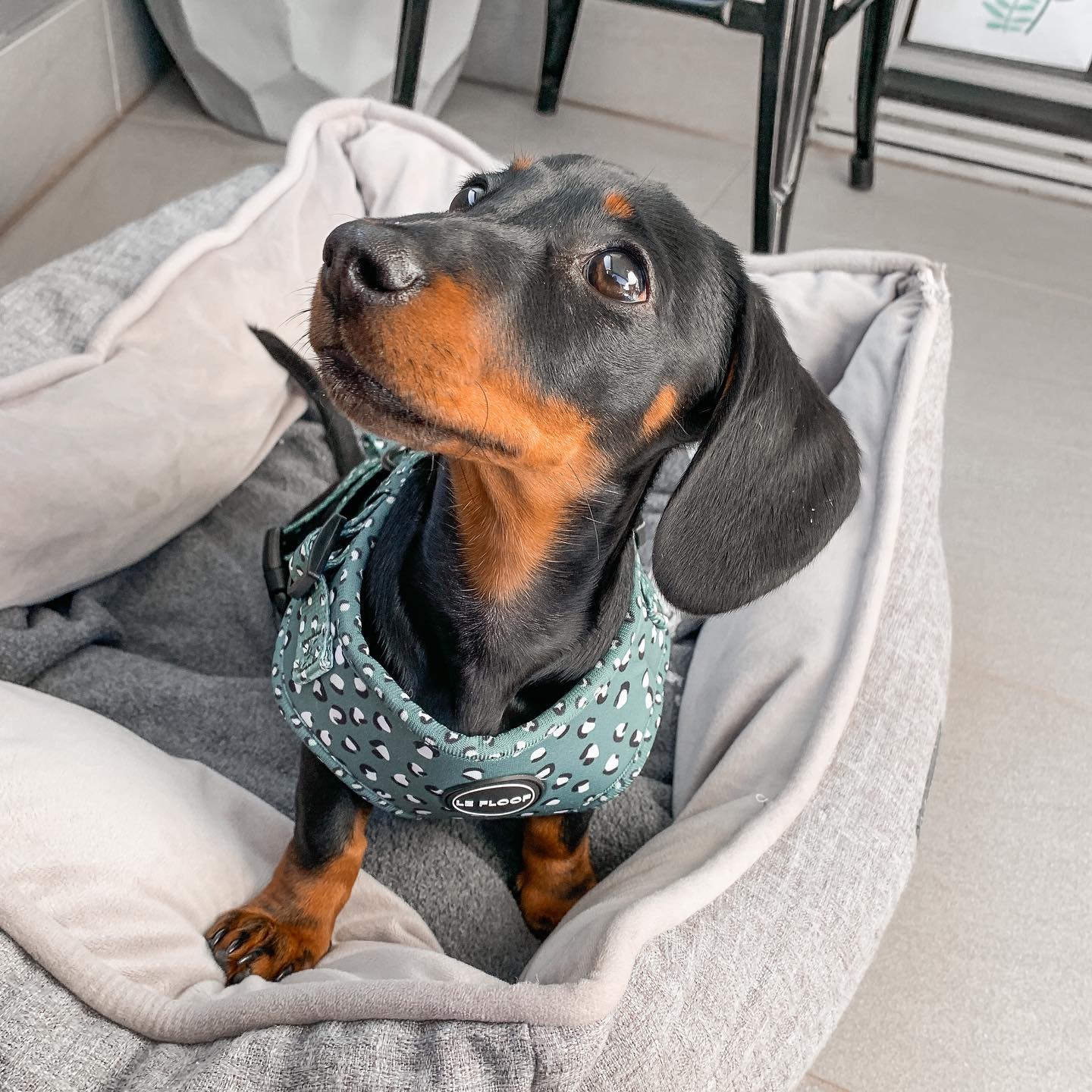 Forest Green Harness