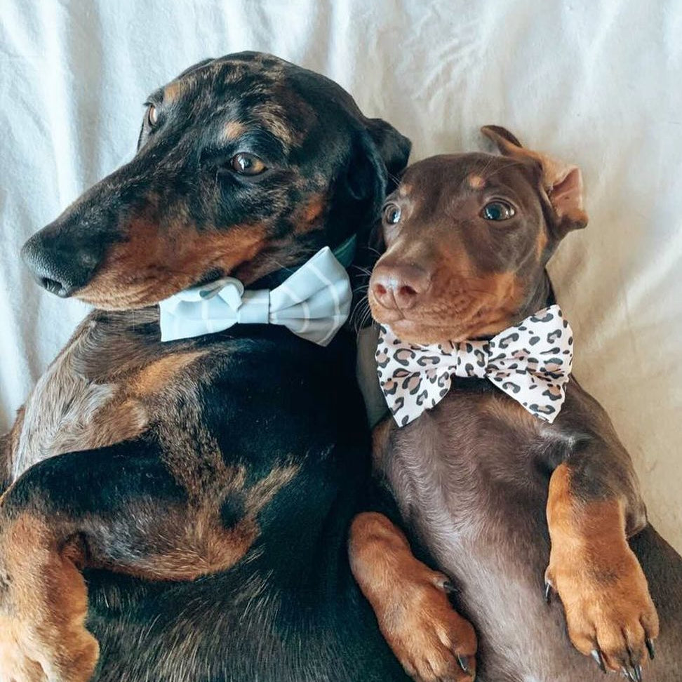 Blue Pinstripe Bow Tie