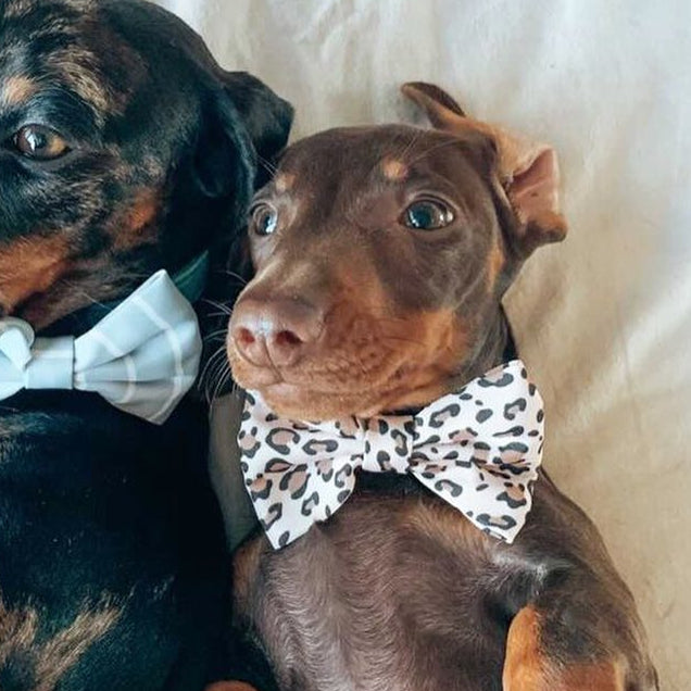 Wild Side Bow Tie