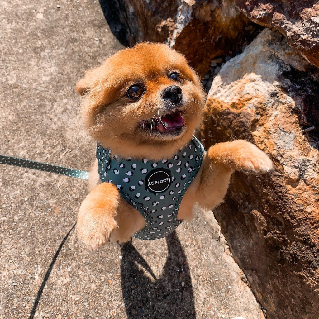 Forest Green Harness