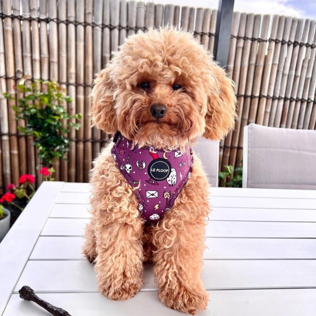 Harry Potter Harness