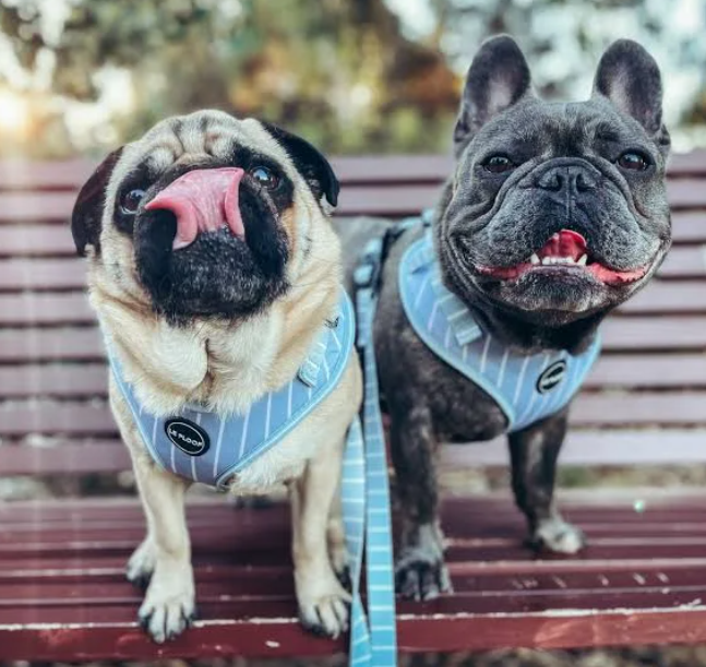 Blue Pinstripe Harness