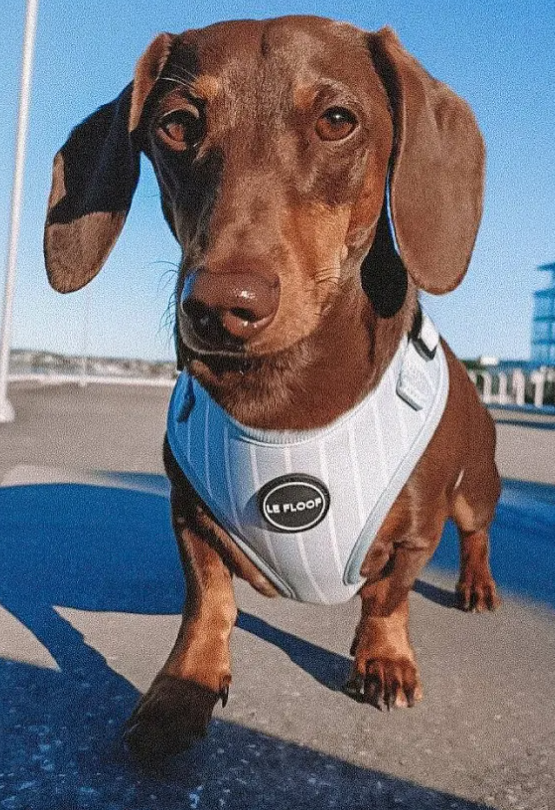 Blue Pinstripe Harness