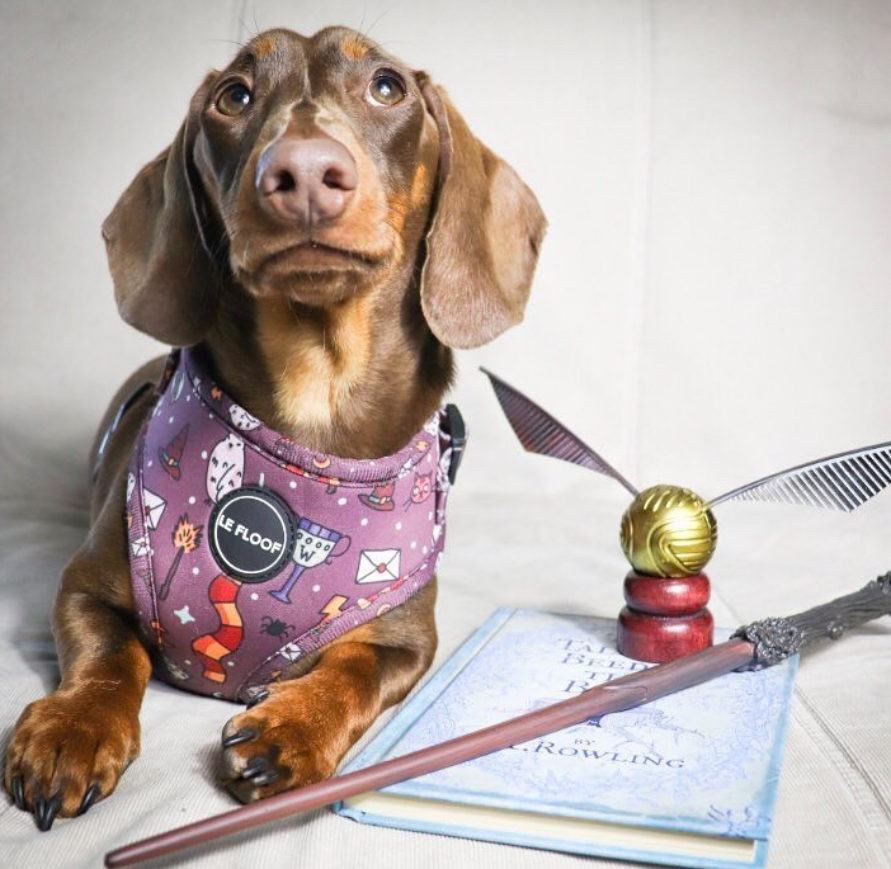 Harry Potter Harness