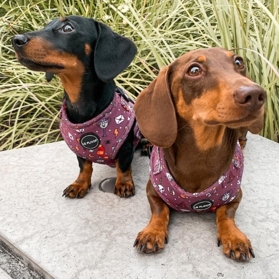 Harry Potter Harness