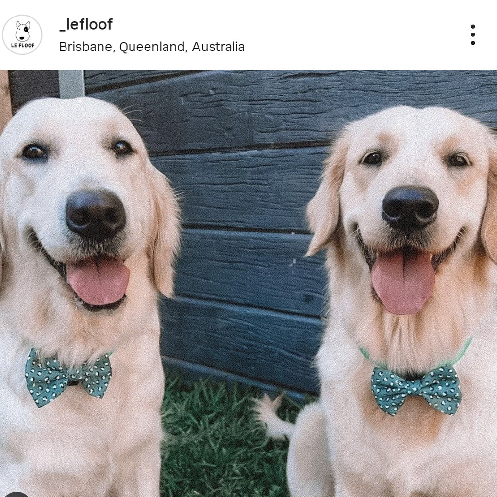 Forest Green Bow Tie