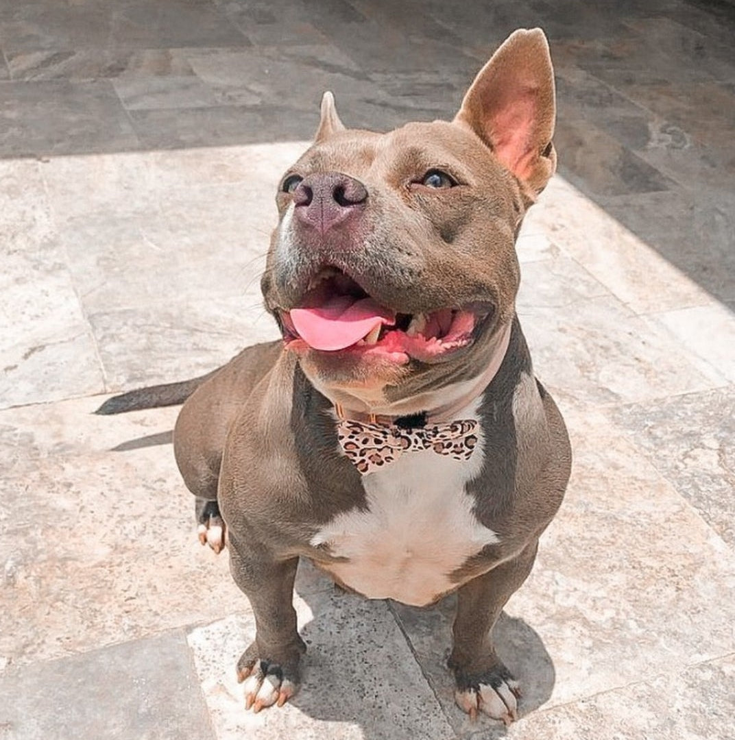 Wild Side Bow Tie