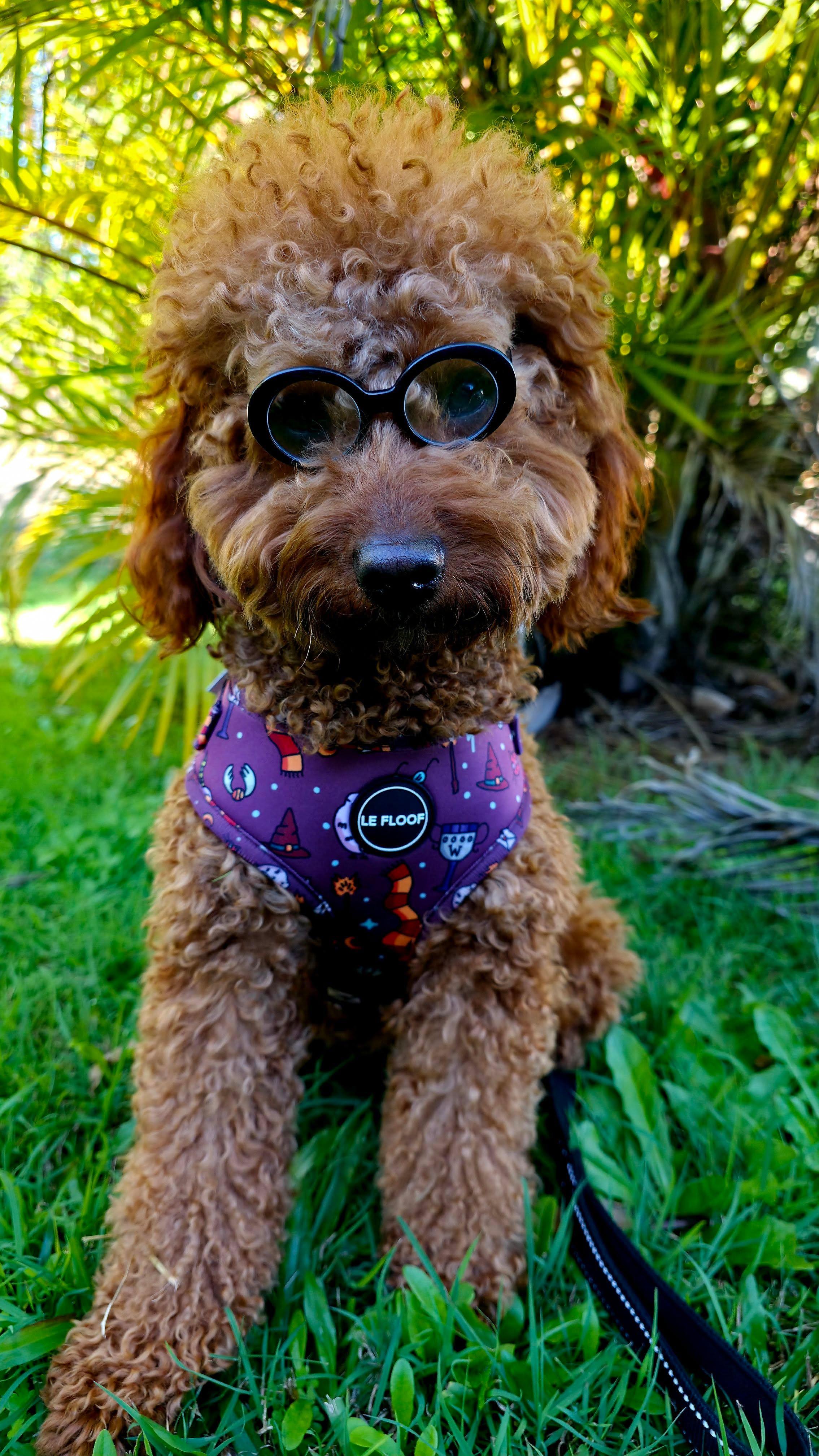Harry Potter Harness