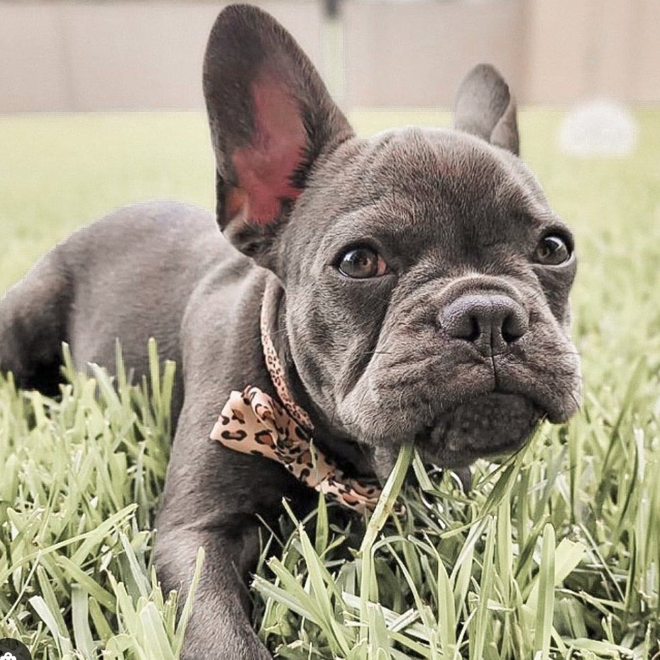 Wild Side Bow Tie
